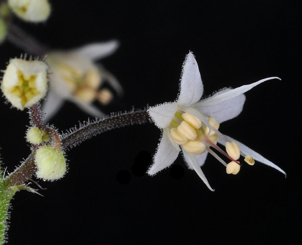Flora of Eastern Washington Image: Tiarella trifoliata unifoliata bulb side view in lab