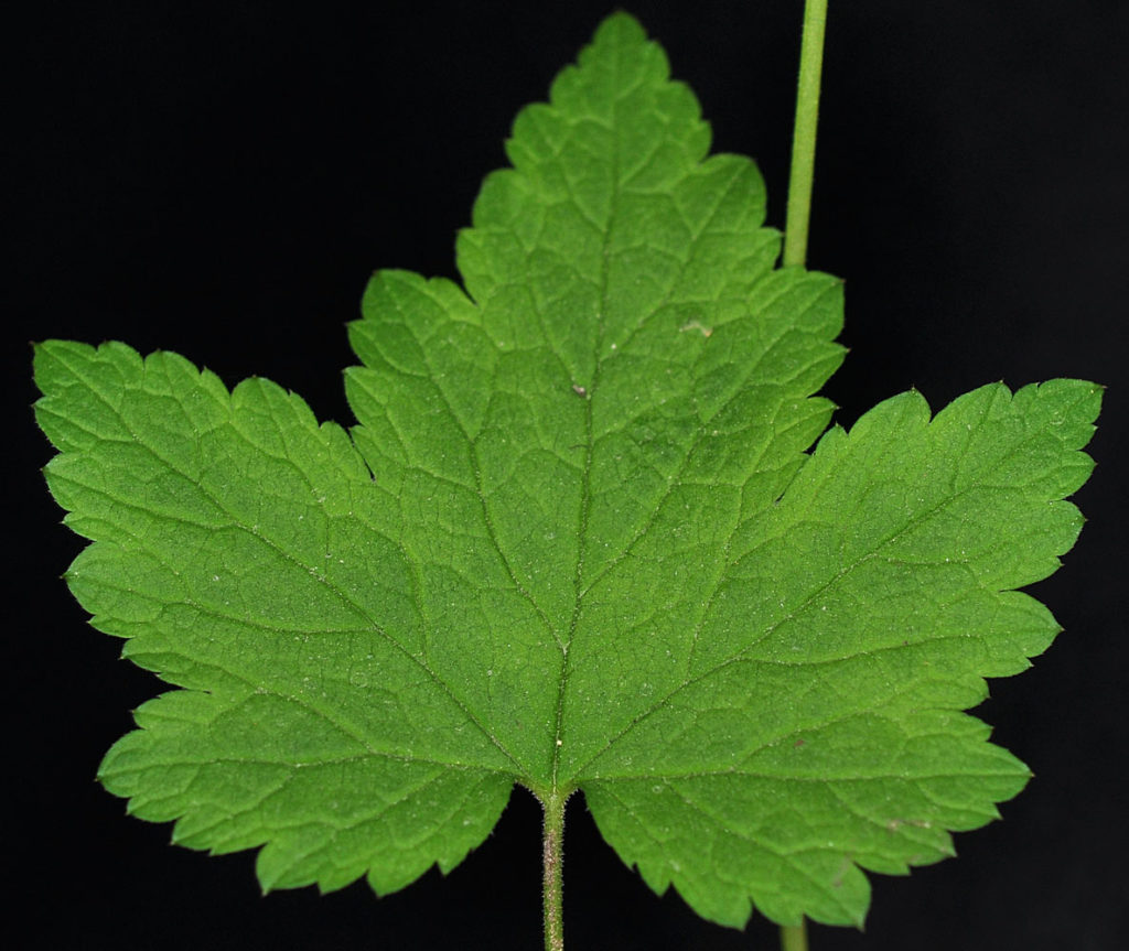 Flora of Eastern Washington Image: Tiarella trifoliata unifoliata single leaf in lab