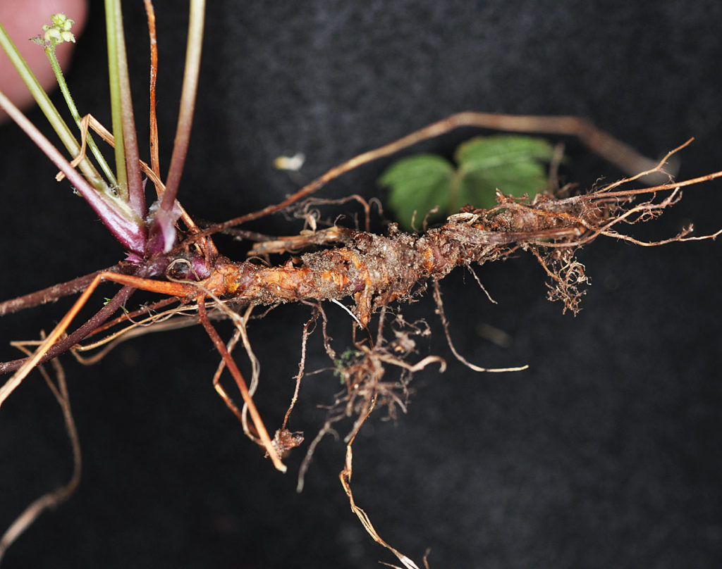 Flora of Eastern Washington Image: Tiarella trifoliata unifoliata roots