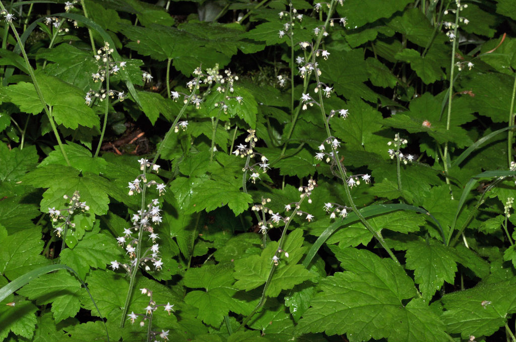 Flora of Eastern Washington Image: Tiarella trifoliata unifoliata full plant in nature