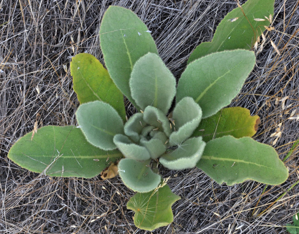 Flora of Eastern Washington Image: Verbascum thapsus top view of flower