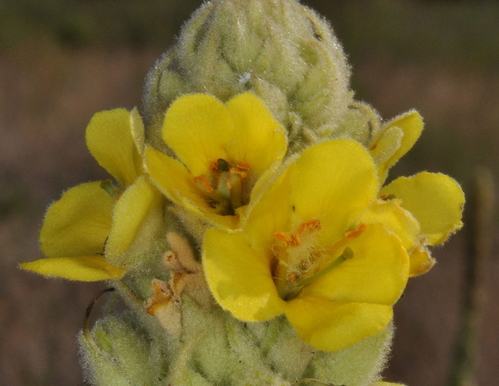 Flora of Eastern Washington Image: Verbascum thapsus side view zoomed in of plant