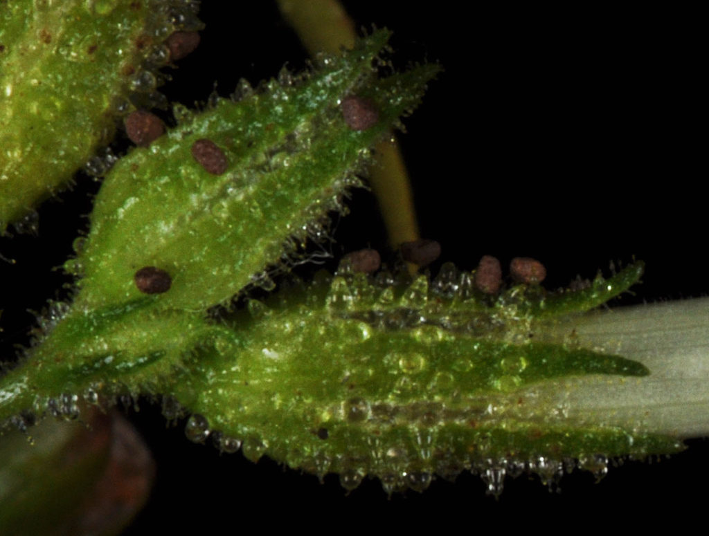 Flora of Eastern Washington Image: Nicotiana attenuata 22
