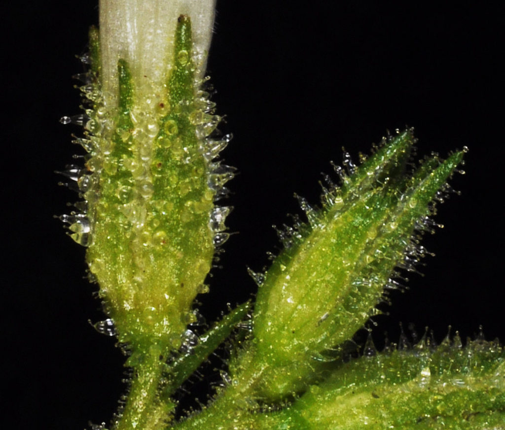 Flora of Eastern Washington Image: Nicotiana attenuata 19