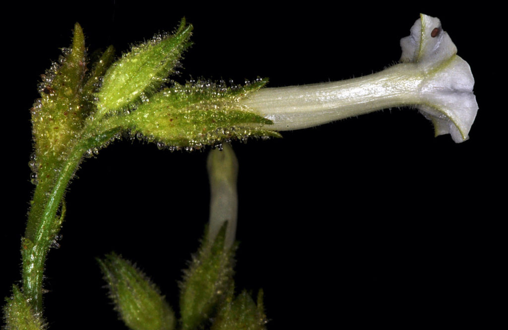 Flora of Eastern Washington Image: Nicotiana attenuata 12