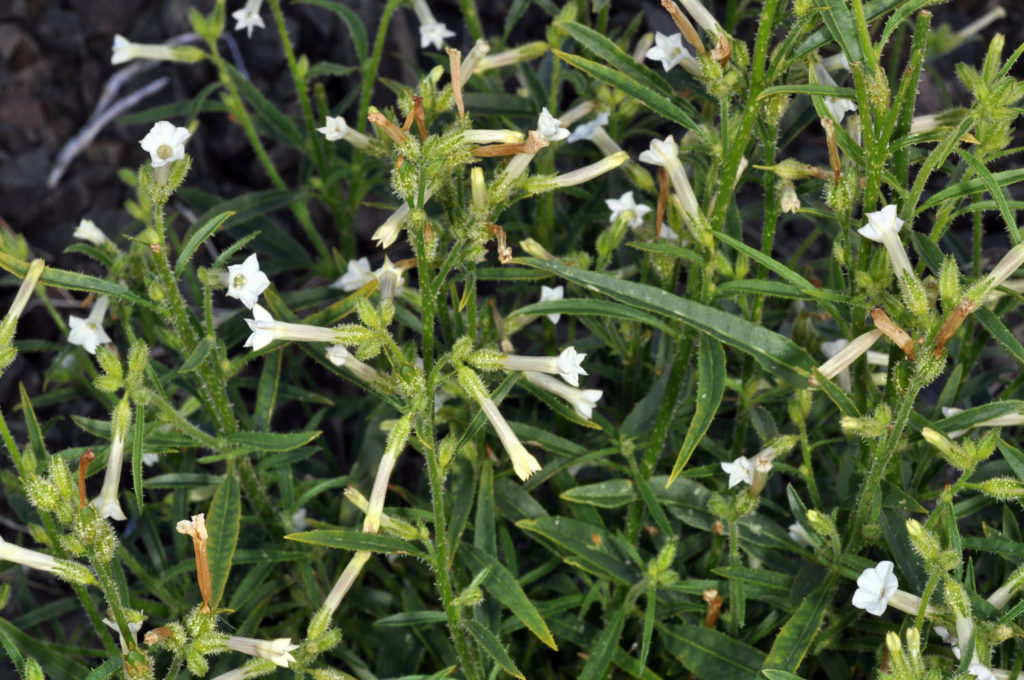 Flora of Eastern Washington Image: Nicotiana attenuata 4
