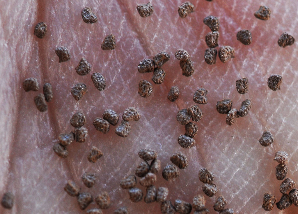 Flora of Eastern Washington Image: Nicotiana attenuata 23
