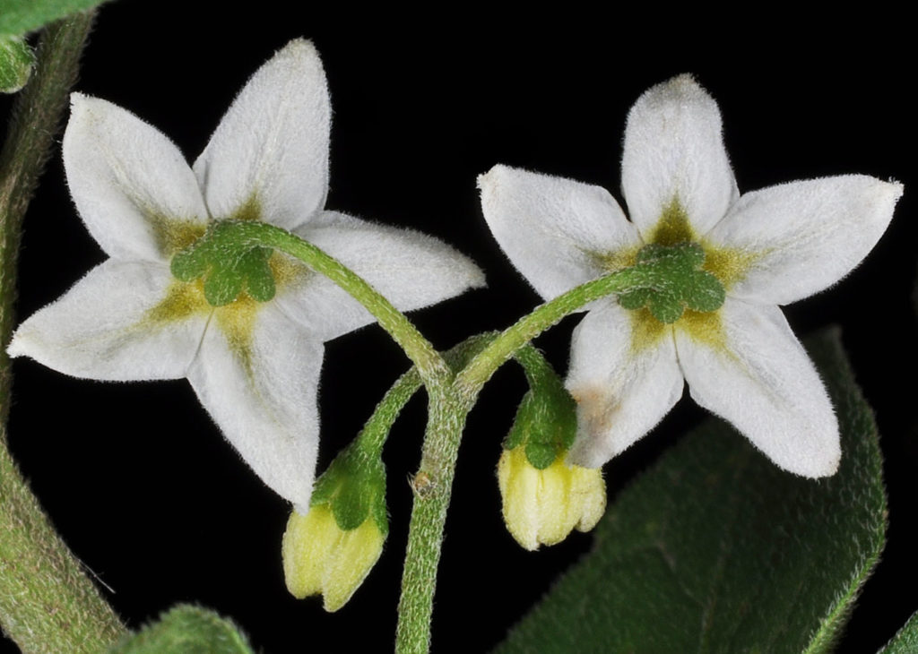 Flora of Eastern Washington Image: Solanum nigrum rear view of two flowers