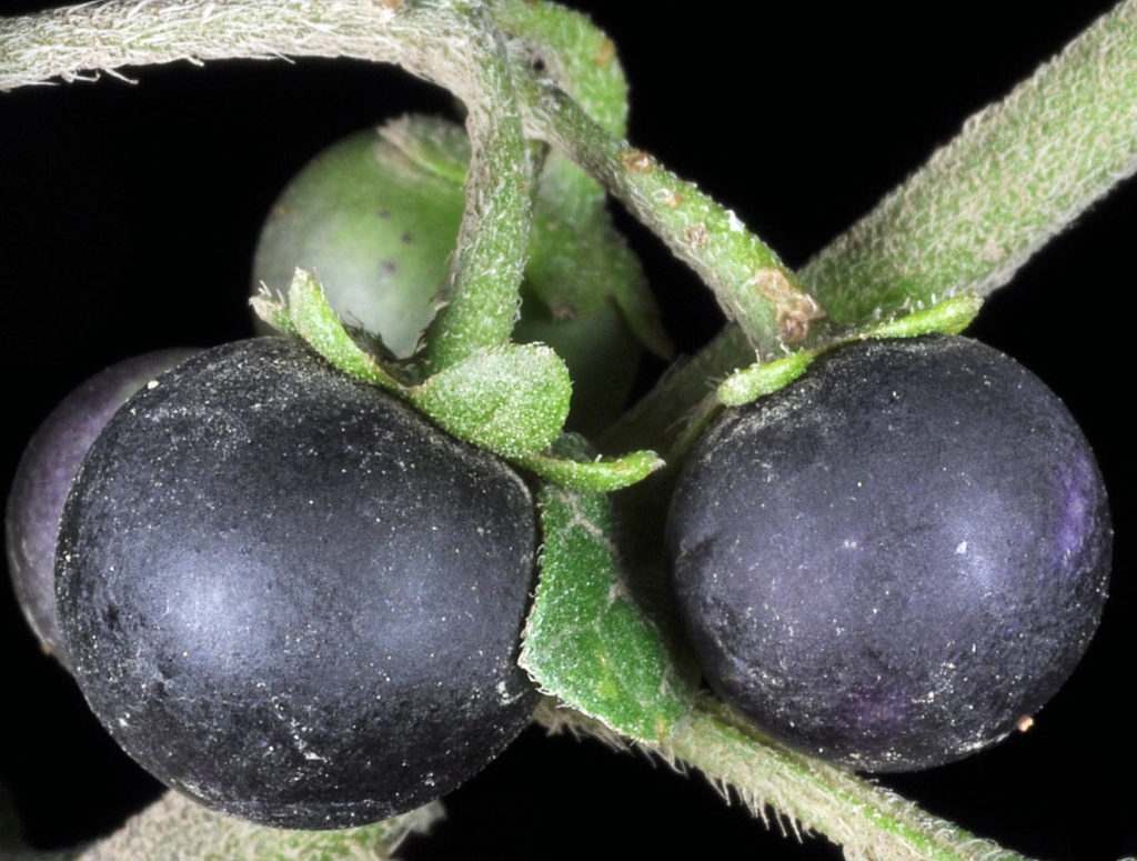 Flora of Eastern Washington Image: Solanum nigrum two blackberries