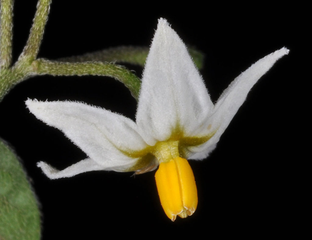 Flora of Eastern Washington Image: Solanum nigrum single flower side profile
