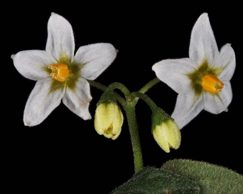 Flora of Eastern Washington Image: Solanum nigrum two flowers