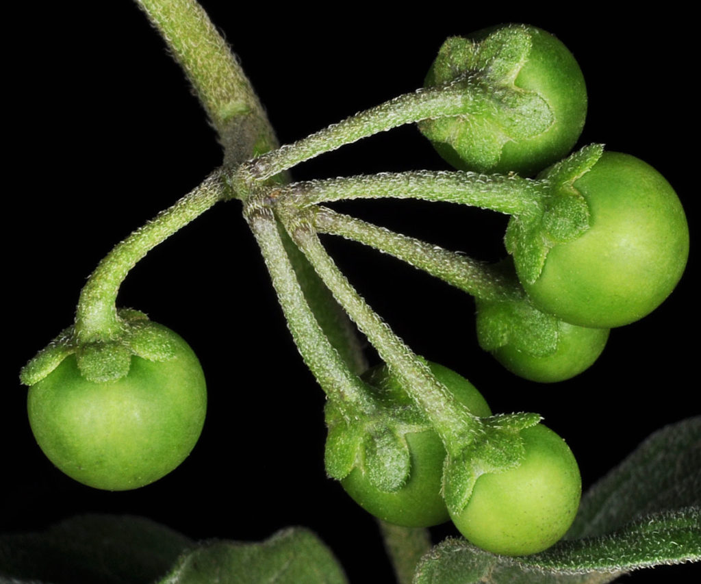 Flora of Eastern Washington Image: Solanum nigrum stem and bulbs