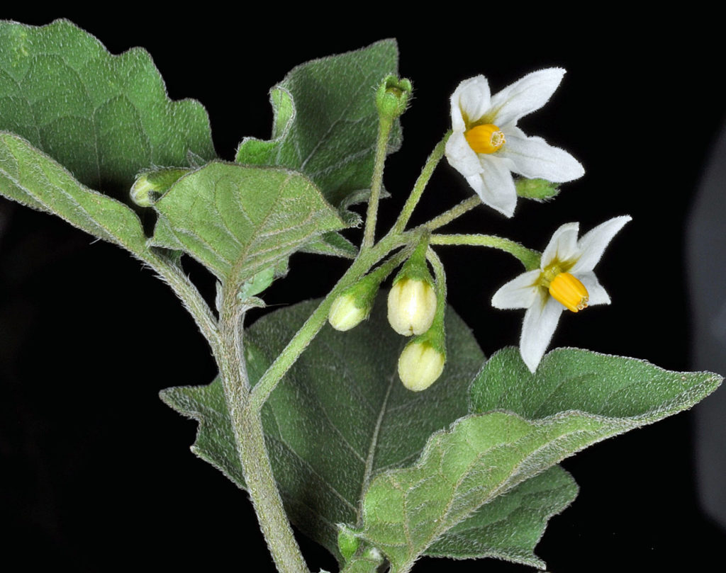 Flora of Eastern Washington Image: Solanum nigrum zoomed on some bulbs and stems