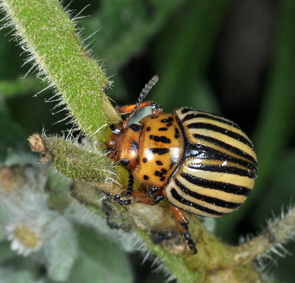 Flora of Eastern Washington Image: Solanum physalifolium insect on stem