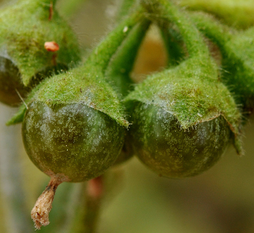 Flora of Eastern Washington Image: Solanum physalifolium bulbs two