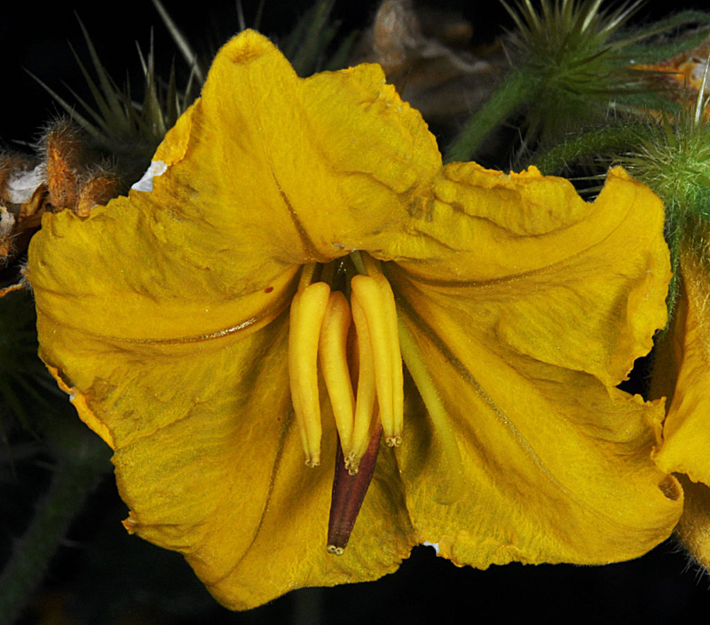 Flora of Eastern Washington Image: Solanum rostratum flower center view