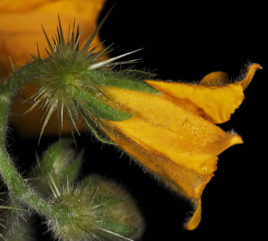 Flora of Eastern Washington Image: Solanum rostratum flower side profile