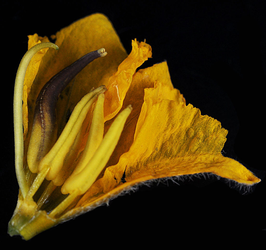 Flora of Eastern Washington Image: Solanum rostratum flolwer side view