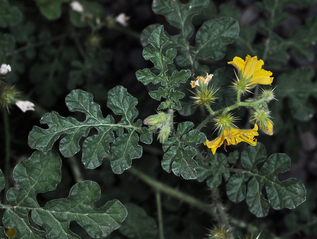 Flora of Eastern Washington Image: Solanum rostratum leav es and some stems
