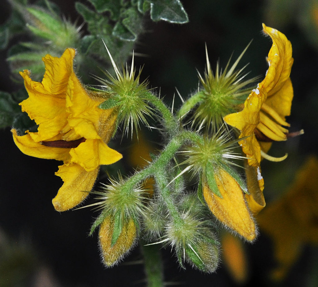 Flora of Eastern Washington Image: Solanum rostratum flowers many