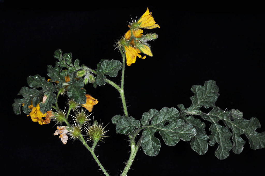 Flora of Eastern Washington Image: Solanum rostratum stem and leaves