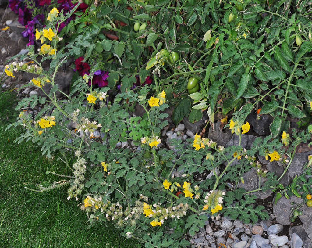Flora of Eastern Washington Image: Solanum rostratum full plant in nature