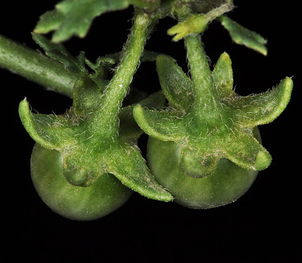 Flora of Eastern Washington Image: Solanum triflorum underside of two bulbs