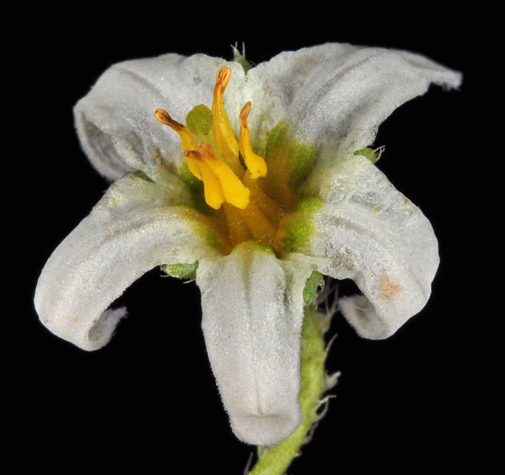 Flora of Eastern Washington Image: Solanum triflorum flower center down
