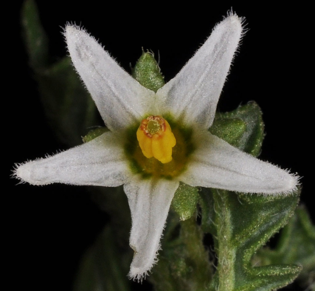 Flora of Eastern Washington Image: Solanum triflorum flower center