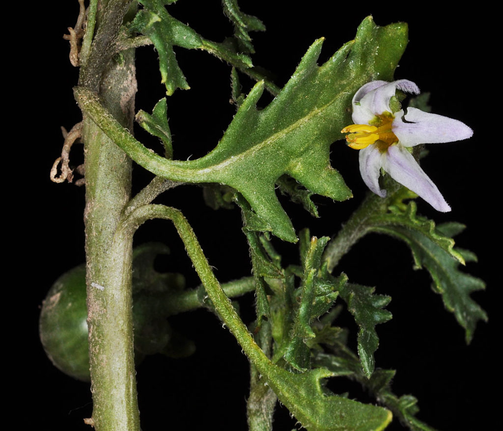 Flora of Eastern Washington Image: Solanum triflorum flower and leaf