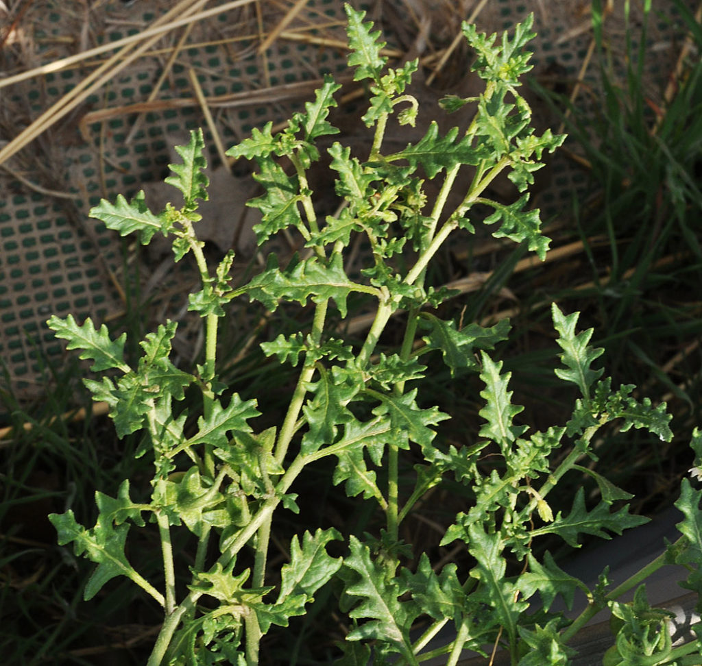 Flora of Eastern Washington Image: Solanum triflorum fuull plant lit