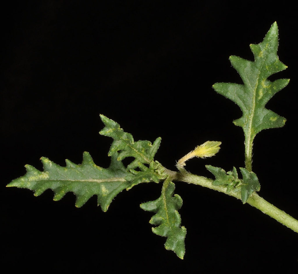 Flora of Eastern Washington Image: Solanum triflorum stem and four leaves