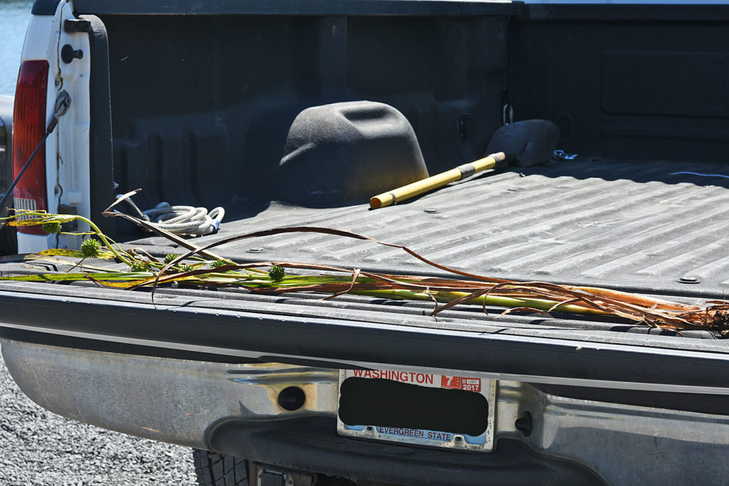 Flora of Eastern Washington Image: Sparganium eurycarpum plant in truck