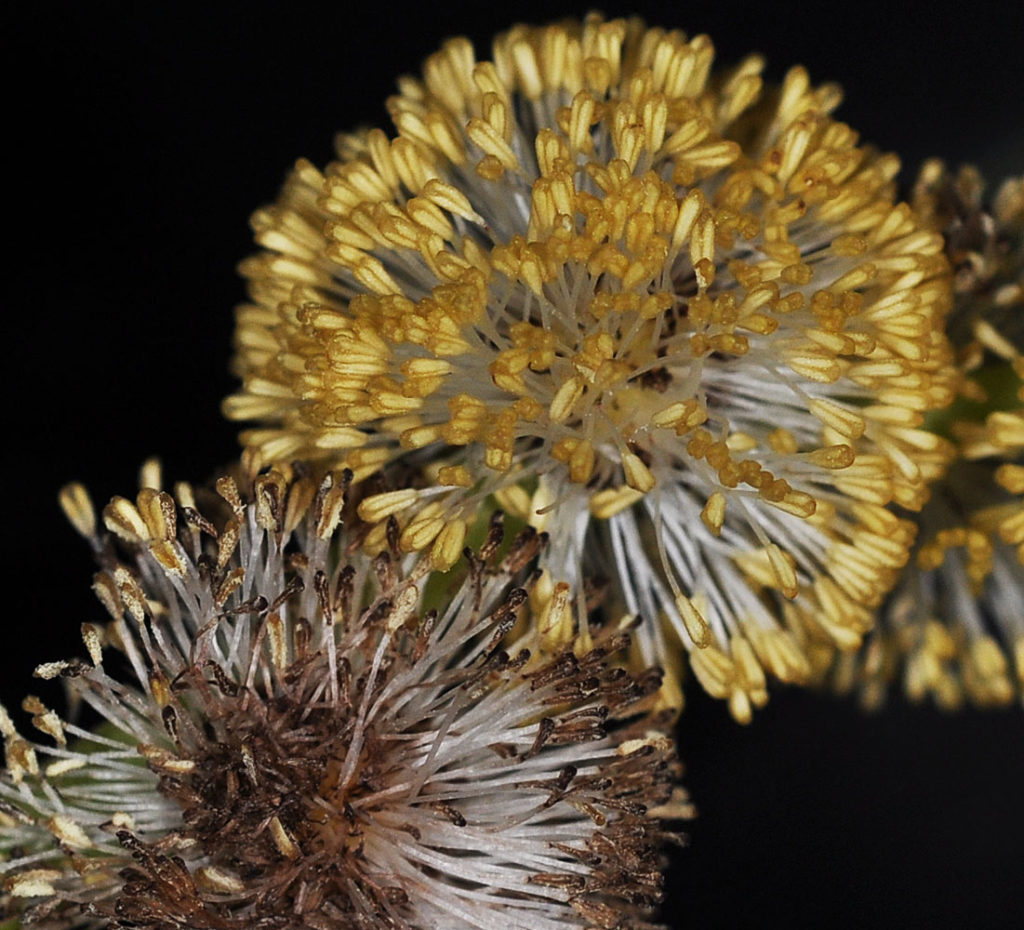 Flora of Eastern Washington Image: Sparganium eurycarpum two flowers