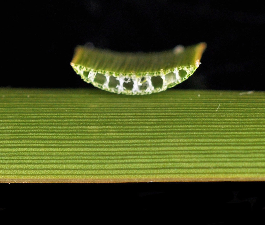 Flora of Eastern Washington Image: Typha angustifolia cross section