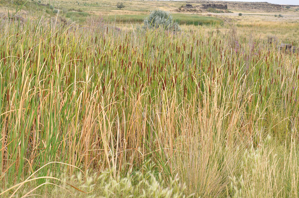 Flora of Eastern Washington Image: Typha angustifolia in nature