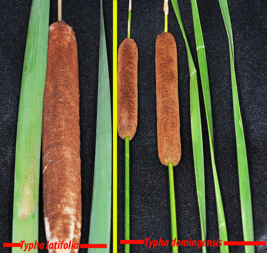 Flora of Eastern Washington Image: Typha domingensis bulbs and stems
