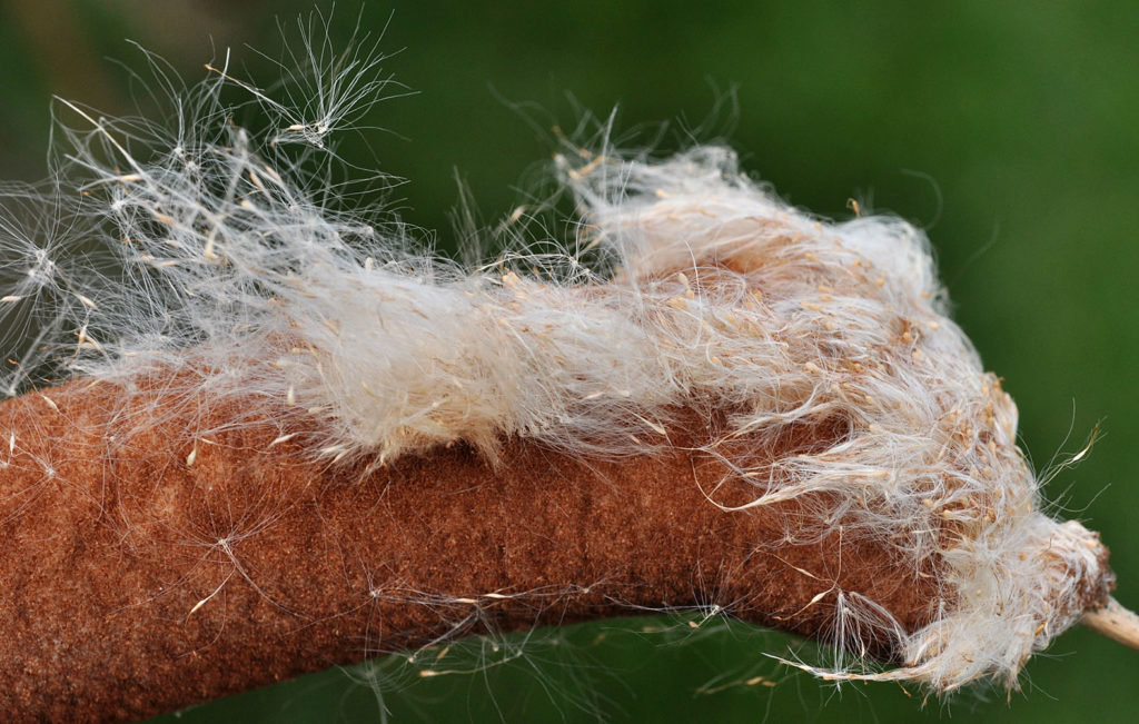Flora of Eastern Washington Image: Typha latifolia zoomed in bulb inside