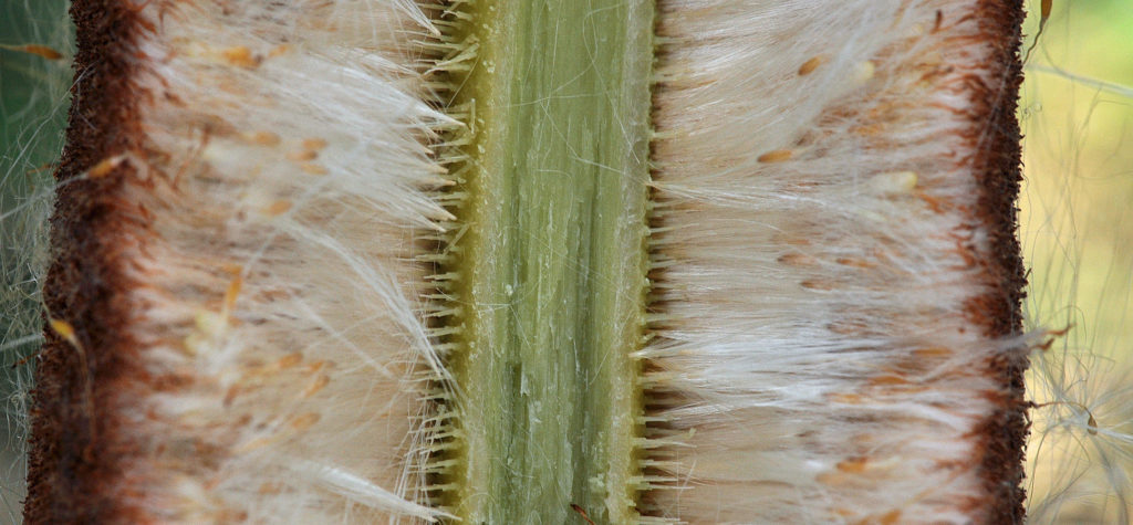 Flora of Eastern Washington Image: Typha latifolia zoom in of cross section of bulb