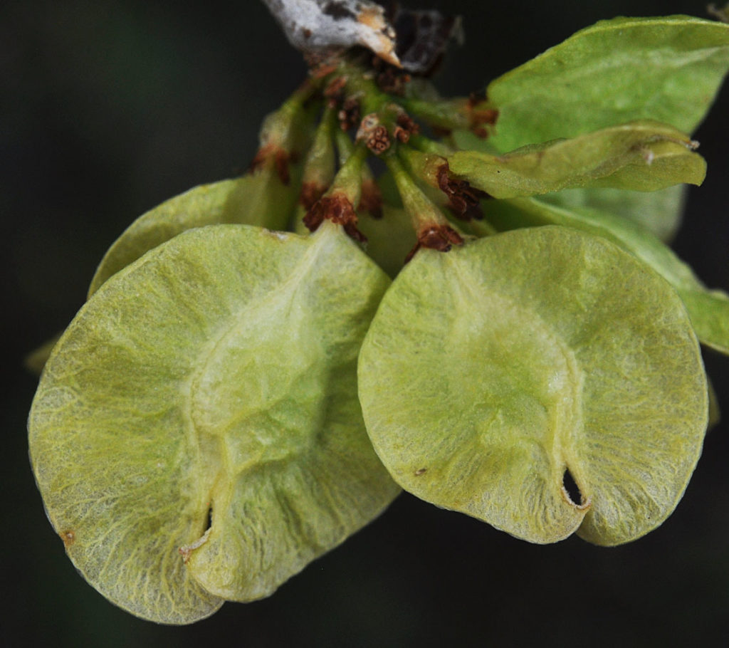 Flora of Eastern Washington Image: Ulmus pumila leafs near center
