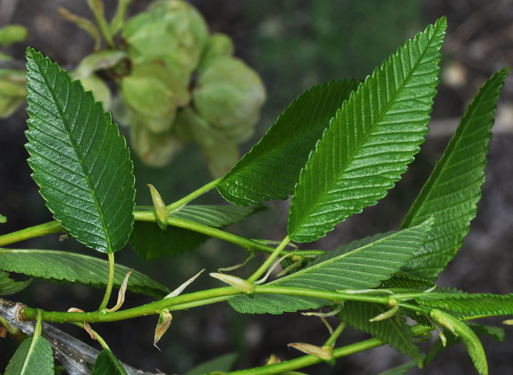 Flora of Eastern Washington Image: Ulmus pumila five leaves