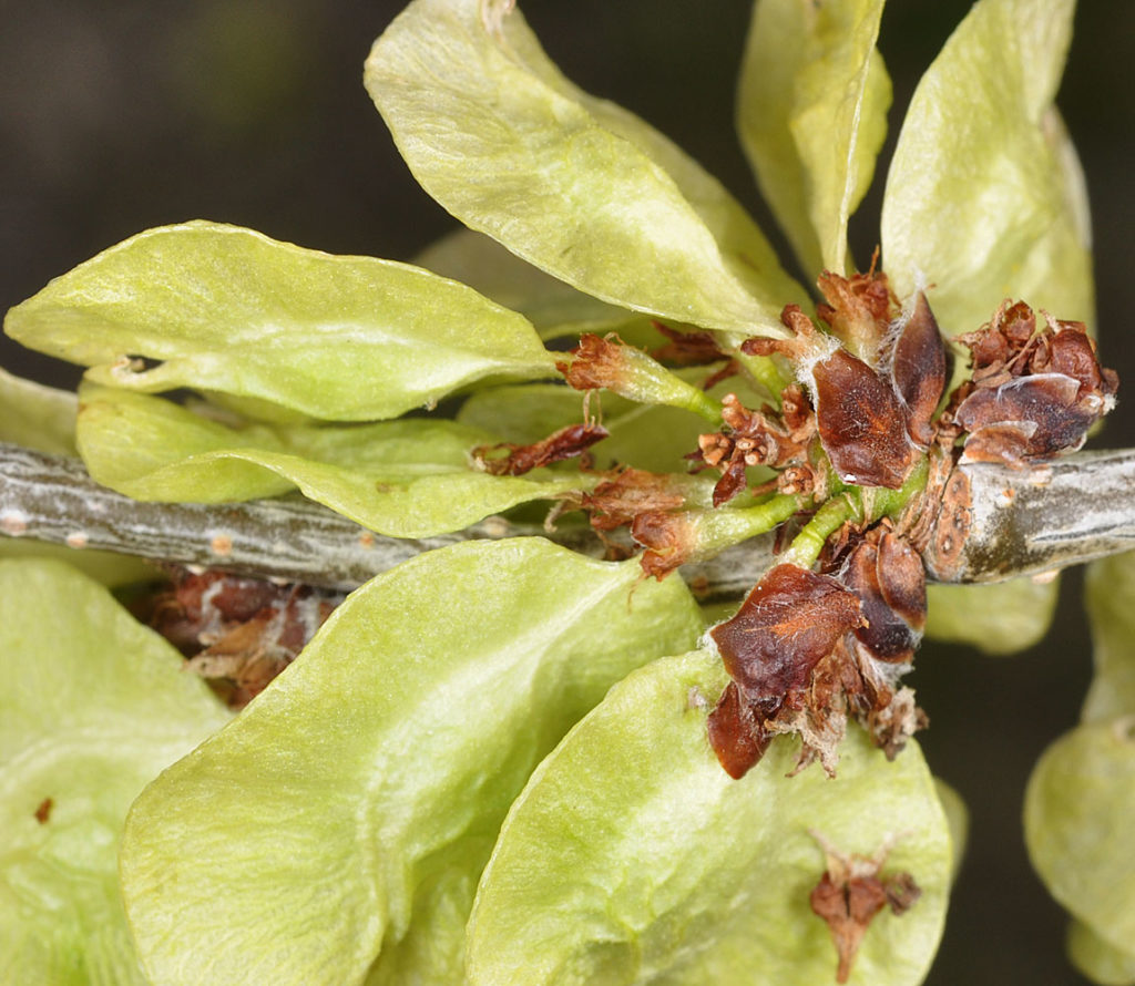 Flora of Eastern Washington Image: Ulmus pumila in nature leaves and bulbs