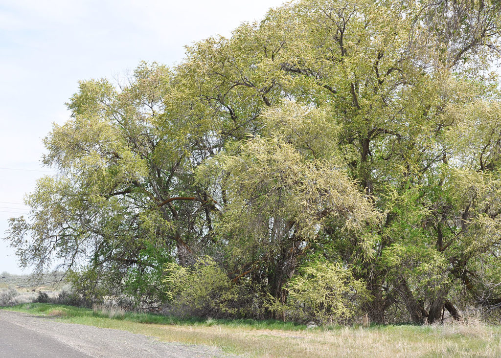Flora of Eastern Washington Image: Ulmus pumila full plant