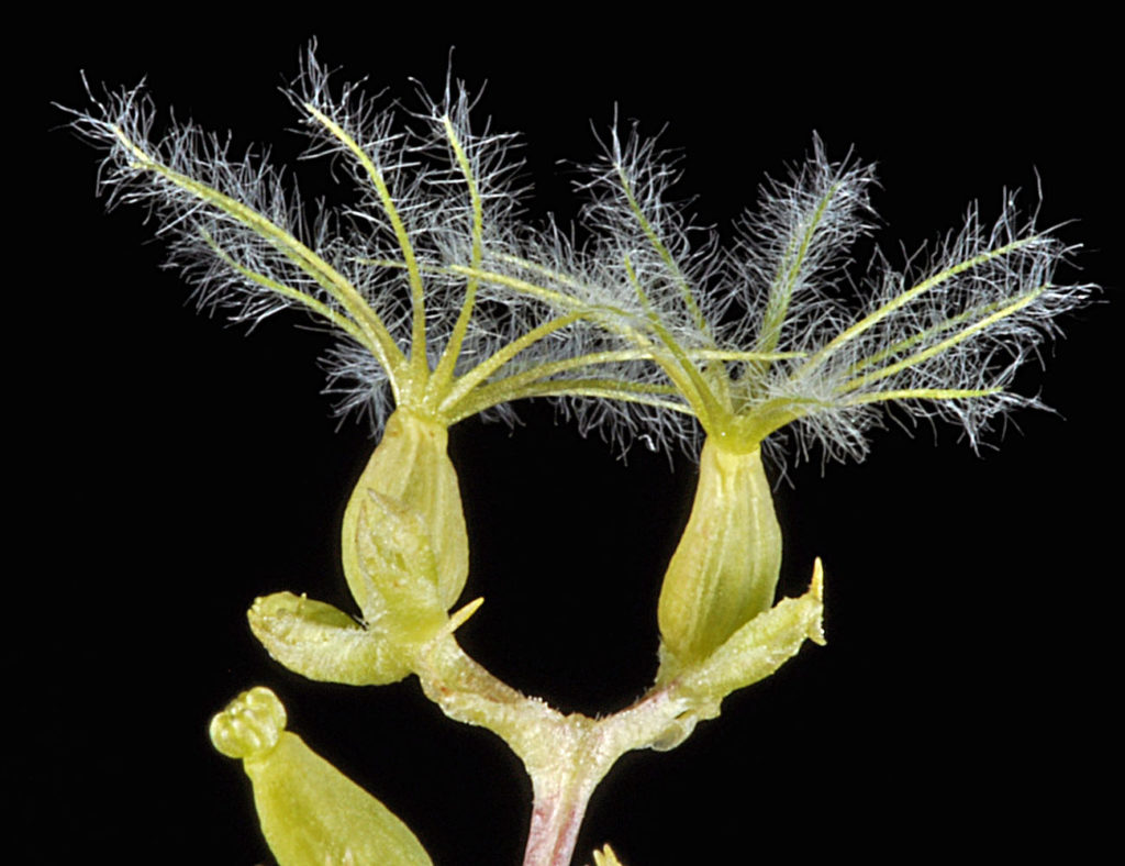 Flora of Eastern Washington Image: Valeriana edulis two bloomed