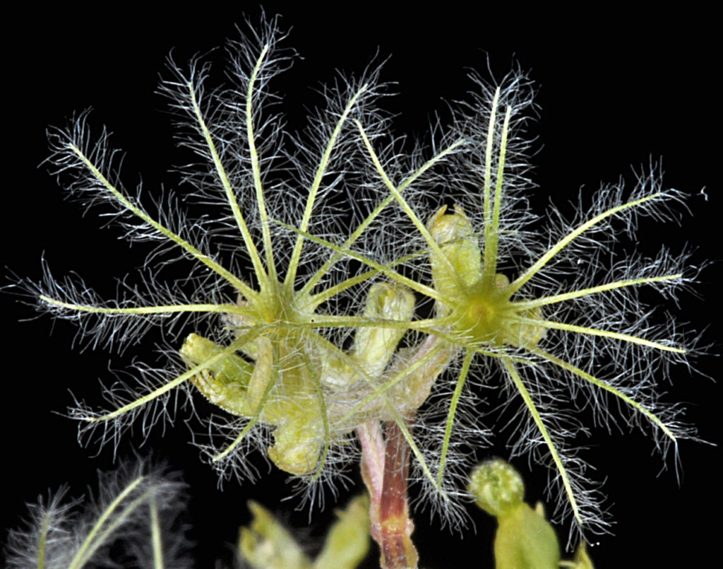 Flora of Eastern Washington Image: Valeriana edulis bloomed