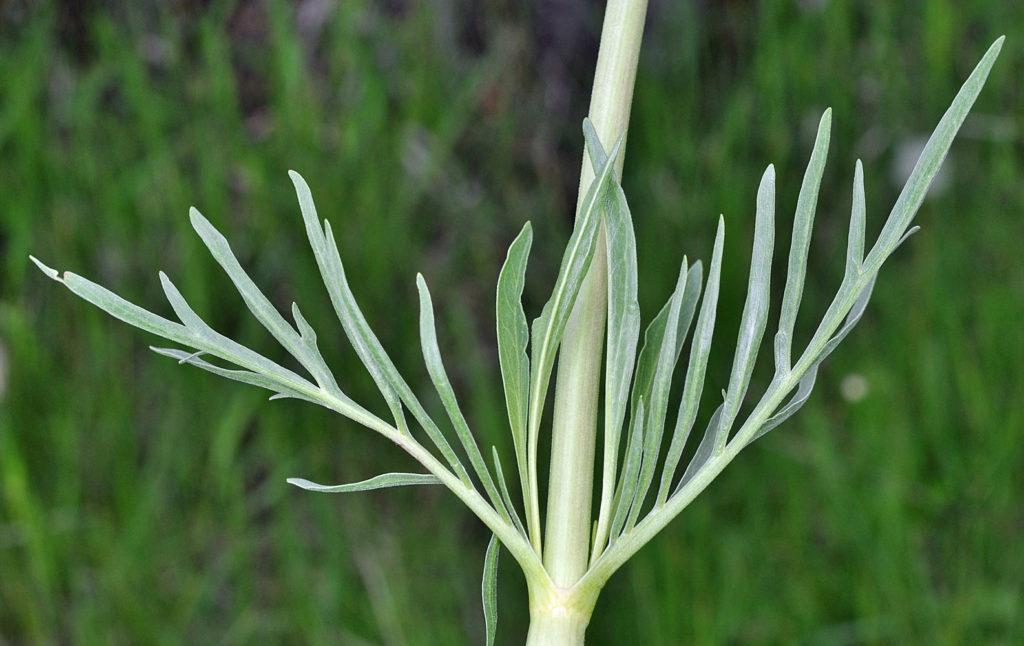 Flora of Eastern Washington Image: Valeriana edulis zoom in on stem in nature