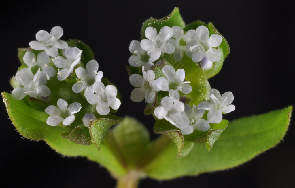 Flora of Eastern Washington Image: Valerianella locusta flower two