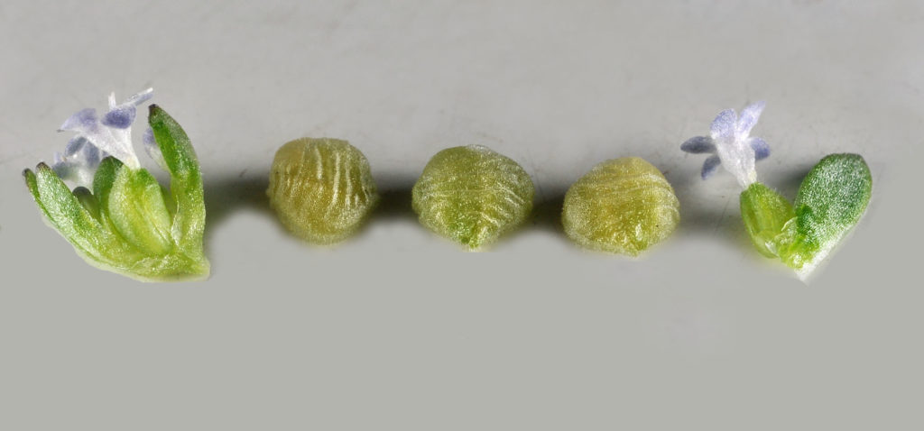 Flora of Eastern Washington Image: Valerianella locusta bulb cut off of plant