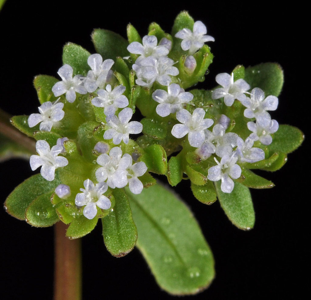Flora of Eastern Washington Image: Valerianella locusta top of flower in lab