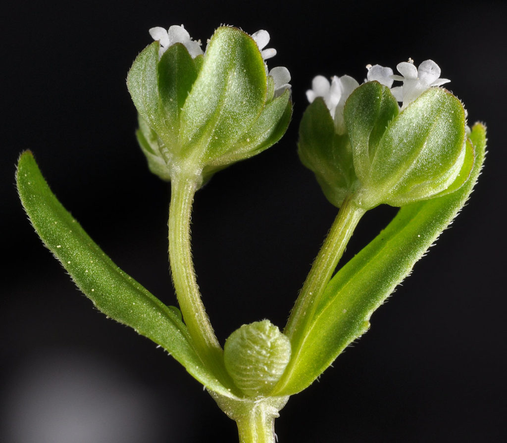 Flora of Eastern Washington Image: Valerianella locusta bottom of flower